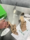Bv B家纯手工编织凉拖原版9色入 全手工制作 鞋面全手工编织 工匠精神 条子制作工艺精巧 舒适 B家经典鞋型 设计感不落伍 垫脚采用小羊皮 调性十足 大底选用